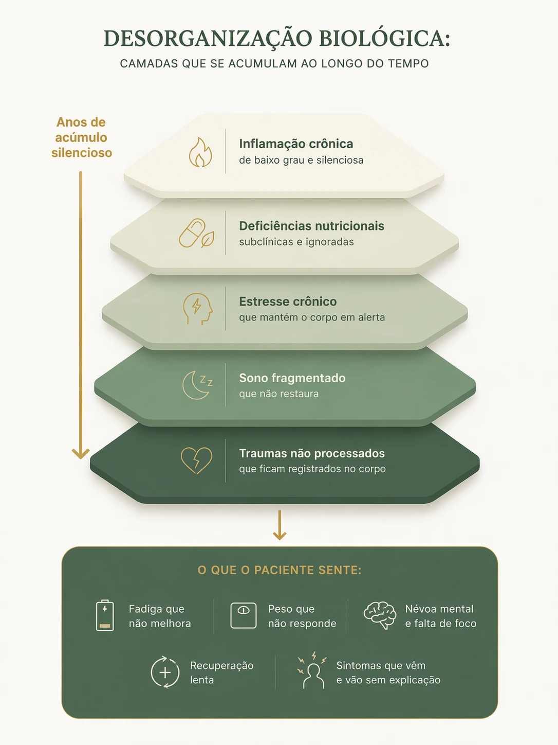 Desorganização biológica: as 5 camadas que se acumulam ao longo do tempo — Clínica de Longevidade